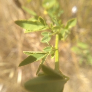 Melilotus albus at Cooma, NSW - 8 Jan 2023 02:02 PM