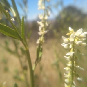 Melilotus albus at Cooma, NSW - 8 Jan 2023 02:02 PM