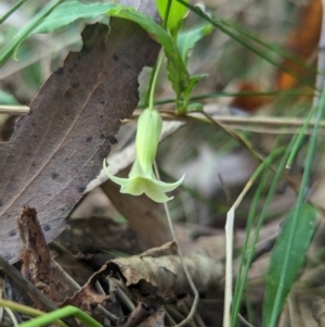 Billardiera mutabilis at Williamsdale, NSW - 8 Jan 2023 03:21 PM