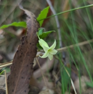 Billardiera mutabilis at Williamsdale, NSW - 8 Jan 2023