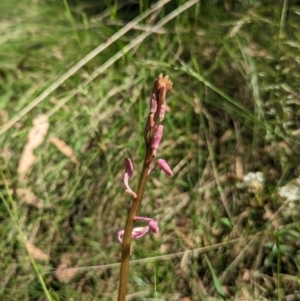 Dipodium sp. at Paddys River, ACT - 8 Jan 2023