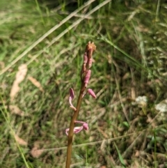 Dipodium sp. (A Hyacinth Orchid) at Tidbinbilla Nature Reserve - 8 Jan 2023 by Rebeccajgee