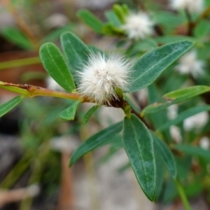 Pimelea (genus) at Vincentia, NSW - suppressed