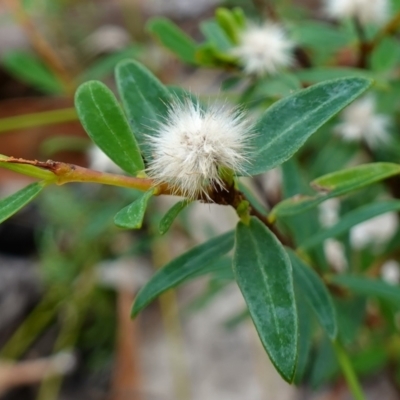 Pimelea (genus) (Rice Flower) at Vincentia, NSW - 7 Jan 2023 by RobG1