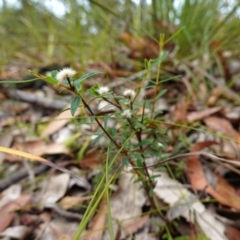 Pimelea sp. at Vincentia, NSW - 7 Jan 2023