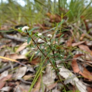 Pimelea sp. at Vincentia, NSW - suppressed