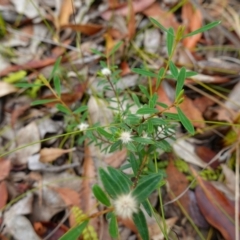 Pimelea sp. at Vincentia, NSW - 7 Jan 2023