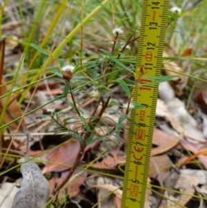 Pimelea sp. at Vincentia, NSW - 7 Jan 2023