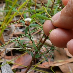 Pimelea sp. at Vincentia, NSW - suppressed