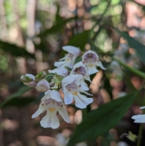 Prostanthera lasianthos at Paddys River, ACT - 8 Jan 2023 03:52 PM