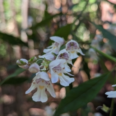 Prostanthera lasianthos (Victorian Christmas Bush) at Tidbinbilla Nature Reserve - 8 Jan 2023 by Rebeccajgee