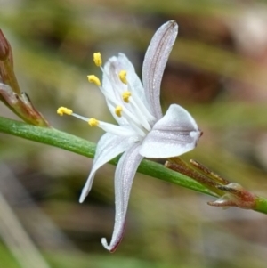 Caesia parviflora var. parviflora at Vincentia, NSW - suppressed