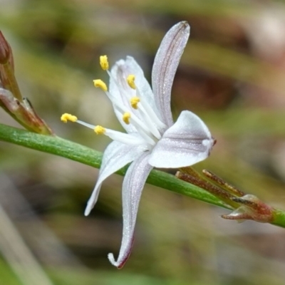 Caesia parviflora var. parviflora (A Grass-lily) at Vincentia, NSW - 7 Jan 2023 by RobG1