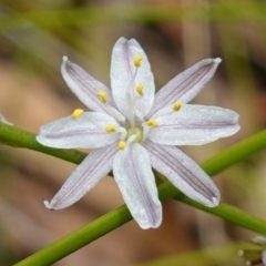 Caesia parviflora var. parviflora at Vincentia, NSW - suppressed