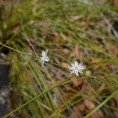 Caesia parviflora var. parviflora at Vincentia, NSW - suppressed