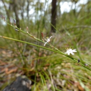 Caesia parviflora var. parviflora at Vincentia, NSW - suppressed