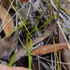 Caesia parviflora var. parviflora at Vincentia, NSW - suppressed