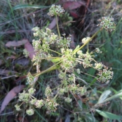 Aciphylla simplicifolia (Mountain Aciphyll) at Bimberi Nature Reserve - 7 Jan 2023 by MatthewFrawley