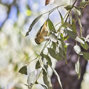 Pardalotus punctatus at Higgins, ACT - 8 Jan 2023