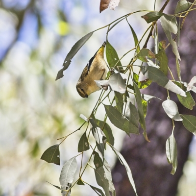 Pardalotus punctatus (Spotted Pardalote) at Higgins Woodland - 8 Jan 2023 by Trevor