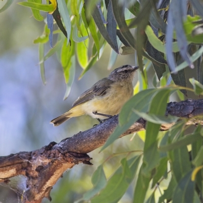 Acanthiza chrysorrhoa (Yellow-rumped Thornbill) at Higgins Woodland - 8 Jan 2023 by Trevor