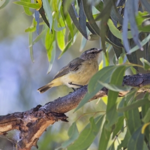 Acanthiza chrysorrhoa at Higgins, ACT - 8 Jan 2023