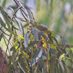 Zosterops lateralis (Silvereye) at Higgins, ACT - 8 Jan 2023 by MichaelWenke