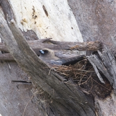 Artamus cyanopterus cyanopterus (Dusky Woodswallow) at Molonglo River Reserve - 7 Jan 2023 by Trevor