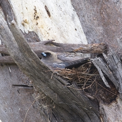 Artamus cyanopterus (Dusky Woodswallow) at Kama - 7 Jan 2023 by Trevor