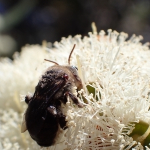 Paracolletes crassipes at Murrumbateman, NSW - 8 Jan 2023 10:52 PM