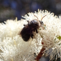 Paracolletes crassipes at Murrumbateman, NSW - 8 Jan 2023 10:52 PM