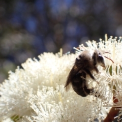 Paracolletes crassipes at Murrumbateman, NSW - 8 Jan 2023