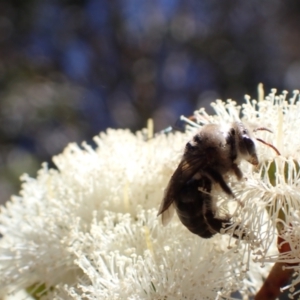 Paracolletes crassipes at Murrumbateman, NSW - 8 Jan 2023