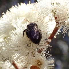 Paracolletes crassipes at Murrumbateman, NSW - 8 Jan 2023