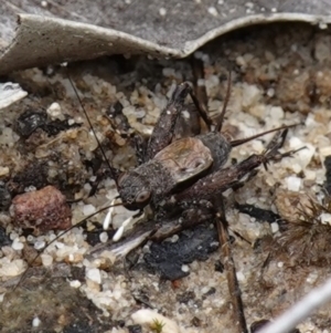 Bobilla killara at Vincentia, NSW - suppressed