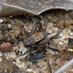 Bobilla killara at Vincentia, NSW - suppressed