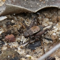 Bobilla killara at Vincentia, NSW - suppressed