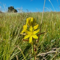 Bulbine bulbosa (Golden Lily) at Top Hut TSR - 8 Jan 2023 by Csteele4
