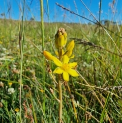 Bulbine bulbosa at Dry Plain, NSW - 8 Jan 2023