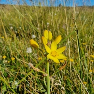 Bulbine bulbosa at Dry Plain, NSW - 8 Jan 2023 05:40 PM