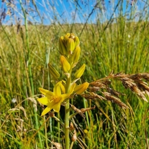 Bulbine bulbosa at Dry Plain, NSW - 8 Jan 2023