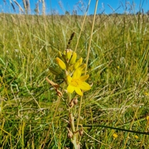 Bulbine bulbosa at Dry Plain, NSW - 8 Jan 2023