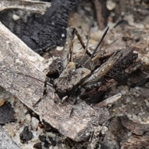 Bobilla sp. (genus) at Vincentia, NSW - suppressed