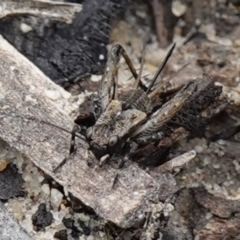 Bobilla sp. (genus) (A Small field cricket) at Vincentia, NSW - 7 Jan 2023 by RobG1