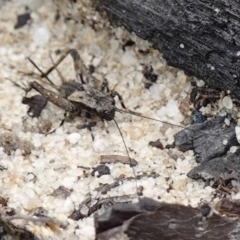 Bobilla sp. (genus) at Vincentia, NSW - suppressed