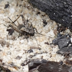 Bobilla sp. (genus) at Vincentia, NSW - suppressed