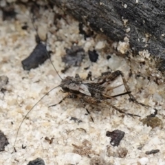 Bobilla sp. (genus) at Vincentia, NSW - suppressed