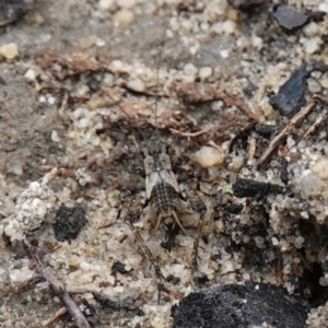 Bobilla sp. (genus) at Vincentia, NSW - suppressed