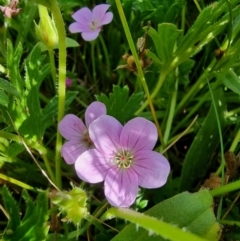 Geranium antrorsum (Rosetted Cranesbill) at Dry Plain, NSW - 8 Jan 2023 by Csteele4