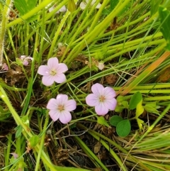 Geranium antrorsum at Dry Plain, NSW - 8 Jan 2023 05:35 PM